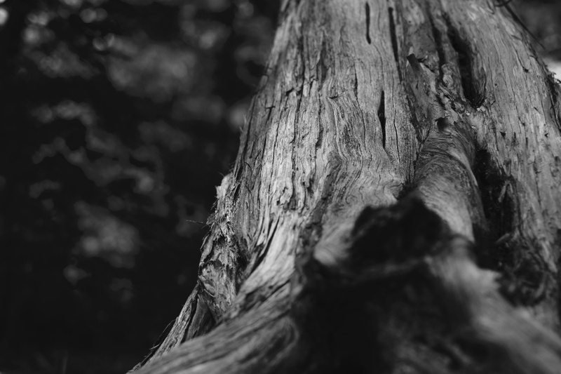 Illustration for article titled Tree Stuff